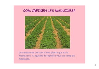 COM CREIXEN LES MADUIXES?




Les maduixes creixen d'una planta que és la
maduixera. A aquesta fotografia veus un camp de
maduixes.

                                                  7
 