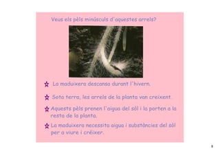 Veus els pèls minúsculs d'aquestes arrels?




La maduixera descansa durant l'hivern.

Sota terra, les arrels de la planta van creixent.

Aquests pèls prenen l'aigua del sòl i la porten a la
resta de la planta.
La maduixera necessita aigua i substàncies del sòl
per a viure i créixer.

                                                       8
 