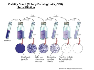 Viability Count (Colony Forming Units, CFU)
Serial Dilution
 