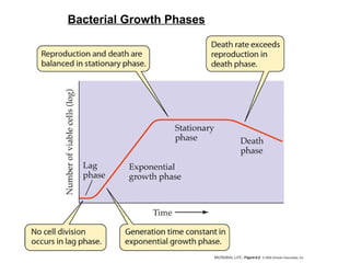 Bacterial Growth Phases
 