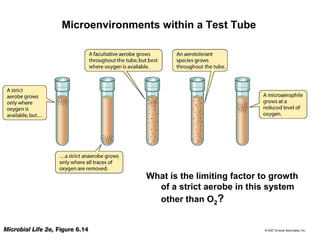 Microenvironments within a Test Tube
What is the limiting factor to growth
of a strict aerobe in this system
other than O2?
 