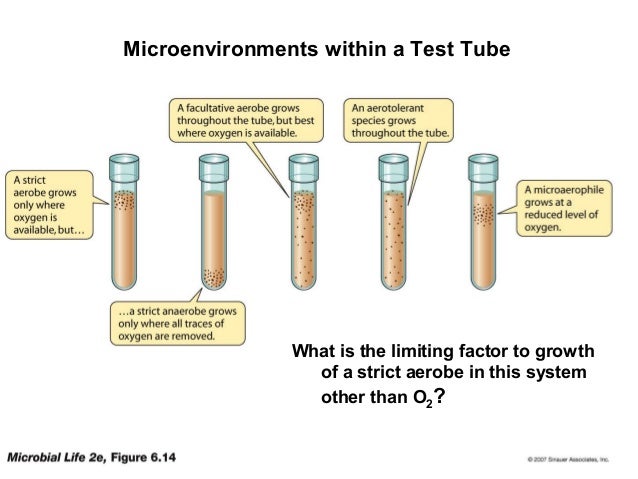 Bacterial Growth