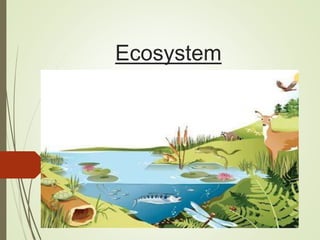Ecosystem
 