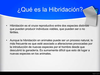 ¿Qué es la Hibridación?

• Hibridación es el cruce reproductivo entre dos especies distintas
  que pueden producir individuos viables, que pueden ser o no
  fértiles.

• Aunque la hibridación en animales puede ser un proceso natural, lo
  más frecuente es que esté asociado a alteraciones provocadas por
  la introducción de nuevas especies por el hombre desde que
  descubrió la ganadería. Es sumamente difícil que esto dé lugar a
  nuevas especies en los animales.
 