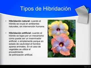 Tipos de Hibridación

•   Hibridación natural: cuando el
    híbrido se cruza en ambientes
    naturales, sin intervención humana.

•   Hibridación artificial: cuando el
    híbrido se logra por un mecanismo
    como puede ser un inseminador
    artificial, o simplemente porque en
    estado de cautividad el hombre
    aparea animales. En el caso de
    vegetales se utiliza el
    procedimiento
    de polinización artificial.
 