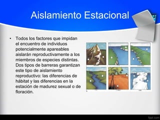 Aislamiento Estacional

• Todos los factores que impidan
  el encuentro de individuos
  potencialmente apareables
  aislarán reproductivamente a los
  miembros de especies distintas.
  Dos tipos de barreras garantizan
  este tipo de aislamiento
  reproductivo: las diferencias de
  hábitat y las diferencias en la
  estación de madurez sexual o de
  floración.
 