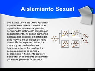 Aislamiento Sexual

•   Los rituales diferentes de cortejo en las
    especies de animales crean barreras
    reproductivas sumamente potentes,
    denominadas aislamiento sexual o por
    comportamiento, las cuales mantienen
    aisladas a las especies emparentadas
    en la mayoría de los grupos del reino
    animal. En las especies dioicas, los
    machos y las hembras han de
    buscarse, estar juntos, realizar los
    complejos rituales de cortejo y
    apareamiento y finalmente copular o
    bien soltar en el ambiente sus gametos
    para hacer posible la fecundación.
 