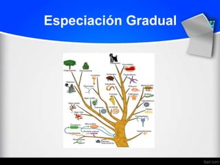 Especiación Gradual
 