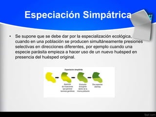 Especiación Simpátrica

• Se supone que se debe dar por la especialización ecológica,
  cuando en una población se producen simultáneamente presiones
  selectivas en direcciones diferentes, por ejemplo cuando una
  especie parásita empieza a hacer uso de un nuevo huésped en
  presencia del huésped original.
 