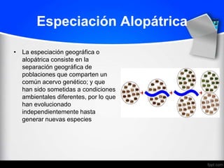 Especiación Alopátrica

• La especiación geográfica o
  alopátrica consiste en la
  separación geográfica de
  poblaciones que comparten un
  común acervo genético; y que
  han sido sometidas a condiciones
  ambientales diferentes, por lo que
  han evolucionado
  independientemente hasta
  generar nuevas especies
 