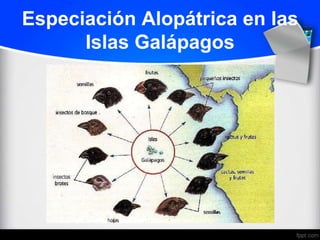 Especiación Alopátrica en las
      Islas Galápagos
 