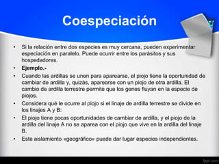 Coespeciación
•   Si la relación entre dos especies es muy cercana, pueden experimentar
    especiación en paralelo. Puede ocurrir entre los parásitos y sus
    hospedadores.
•   Ejemplo.-
•   Cuando las ardillas se unen para aparearse, el piojo tiene la oportunidad de
    cambiar de ardilla y, quizás, aparearse con un piojo de otra ardilla. El
    cambio de ardilla terrestre permite que los genes fluyan en la especie de
    piojos.
•   Considera qué le ocurre al piojo si el linaje de ardilla terrestre se divide en
    los linajes A y B:
•   El piojo tiene pocas oportunidades de cambiar de ardilla, y el piojo de la
    ardilla del linaje A no se aparea con el piojo que vive en la ardilla del linaje
    B.
•   Este aislamiento «geográfico» puede dar lugar especies independientes.
 