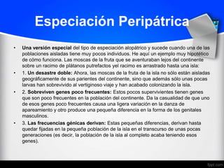 Especiación Peripátrica
•   Una versión especial del tipo de especiación alopátrico y sucede cuando una de las
    poblaciones aisladas tiene muy pocos individuos. He aquí un ejemplo muy hipotético
    de cómo funciona. Las moscas de la fruta que se aventuraban lejos del continente
    sobre un racimo de plátanos putrefactos yel racimo es arrastrado hasta una isla:
•   1. Un desastre doble: Ahora, las moscas de la fruta de la isla no sólo están aisladas
    geográficamente de sus parientes del continente, sino que además sólo unas pocas
    larvas han sobrevivido al vertiginoso viaje y han acabado colonizando la isla.
•   2. Sobreviven genes poco frecuentes: Estos pocos supervivientes tienen genes
    que son poco frecuentes en la población del continente. Da la casualidad de que uno
    de esos genes poco frecuentes causa una ligera variación en la danza de
    apareamiento y otro produce una pequeña diferencia en la forma de los genitales
    masculinos.
•   3. Las frecuencias génicas derivan: Estas pequeñas diferencias, derivan hasta
    quedar fijadas en la pequeña población de la isla en el transcurso de unas pocas
    generaciones (es decir, la población de la isla al completo acaba teniendo esos
    genes).
 