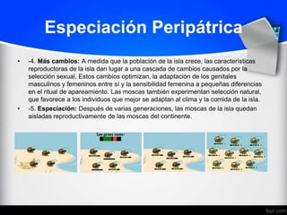 Especiación Peripátrica
•   -4. Más cambios: A medida que la población de la isla crece, las características
    reproductoras de la isla dan lugar a una cascada de cambios causados por la
    selección sexual. Estos cambios optimizan, la adaptación de los genitales
    masculinos y femeninos entre sí y la sensibilidad femenina a pequeñas diferencias
    en el ritual de apareamiento. Las moscas también experimentan selección natural,
    que favorece a los individuos que mejor se adaptan al clima y la comida de la isla.
•   -5. Especiación: Después de varias generaciones, las moscas de la isla quedan
    aisladas reproductivamente de las moscas del continente.
 