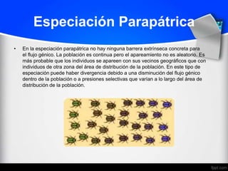 Especiación Parapátrica
•   En la especiación parapátrica no hay ninguna barrera extrínseca concreta para
    el flujo génico. La población es continua pero el apareamiento no es aleatorio. Es
    más probable que los individuos se apareen con sus vecinos geográficos que con
    individuos de otra zona del área de distribución de la población. En este tipo de
    especiación puede haber divergencia debido a una disminución del flujo génico
    dentro de la población o a presiones selectivas que varían a lo largo del área de
    distribución de la población.
 