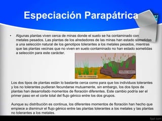 Especiación Parapátrica
•      Algunas plantas viven cerca de minas donde el suelo se ha contaminado con
       metales pesados. Las plantas de los alrededores de las minas han estado sometidas
       a una selección natural de los genotipos tolerantes a los metales pesados, mientras
       que las plantas vecinas que no viven en suelo contaminado no han estado sometidas
       a selección para este carácter.




    Los dos tipos de plantas están lo bastante cerca como para que los individuos tolerantes
    y los no tolerantes pudieran fecundarse mutuamente, sin embargo, los dos tipos de
    plantas han desarrollado momentos de floración diferentes. Este cambio podría ser el
    primer paso en el corte total del flujo génico entre los dos grupos.

    Aunque su distribución es continua, los diferentes momentos de floración han hecho que
    empiece a disminuir el flujo génico entre las plantas tolerantes a los metales y las plantas
    no tolerantes a los metales.
 