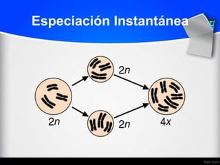 Especiación Instantánea
 
