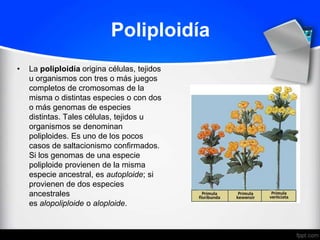Poliploidía
•   La poliploidía origina células, tejidos
    u organismos con tres o más juegos
    completos de cromosomas de la
    misma o distintas especies o con dos
    o más genomas de especies
    distintas. Tales células, tejidos u
    organismos se denominan
    poliploides. Es uno de los pocos
    casos de saltacionismo confirmados.
    Si los genomas de una especie
    poliploide provienen de la misma
    especie ancestral, es autoploide; si
    provienen de dos especies
    ancestrales
    es alopoliploide o aloploide.
 