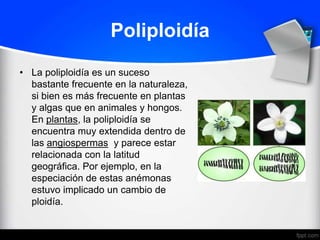 Poliploidía
• La poliploidía es un suceso
  bastante frecuente en la naturaleza,
  si bien es más frecuente en plantas
  y algas que en animales y hongos.
  En plantas, la poliploidía se
  encuentra muy extendida dentro de
  las angiospermas y parece estar
  relacionada con la latitud
  geográfica. Por ejemplo, en la
  especiación de estas anémonas
  estuvo implicado un cambio de
  ploidía.
 