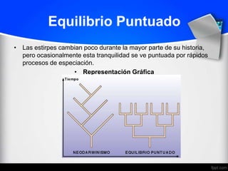 Equilibrio Puntuado
• Las estirpes cambian poco durante la mayor parte de su historia,
  pero ocasionalmente esta tranquilidad se ve puntuada por rápidos
  procesos de especiación.
                   • Representación Gráfica
 