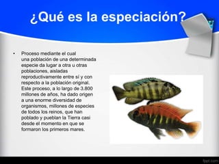 ¿Qué es la especiación?

•   Proceso mediante el cual
    una población de una determinada
    especie da lugar a otra u otras
    poblaciones, aisladas
    reproductivamente entre sí y con
    respecto a la población original.
    Este proceso, a lo largo de 3.800
    millones de años, ha dado origen
    a una enorme diversidad de
    organismos, millones de especies
    de todos los reinos, que han
    poblado y pueblan la Tierra casi
    desde el momento en que se
    formaron los primeros mares.
 