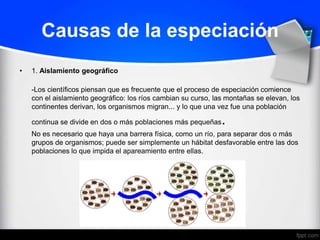 Causas de la especiación
•   1. Aislamiento geográfico

    -Los científicos piensan que es frecuente que el proceso de especiación comience
    con el aislamiento geográfico: los ríos cambian su curso, las montañas se elevan, los
    continentes derivan, los organismos migran... y lo que una vez fue una población

    continua se divide en dos o más poblaciones más pequeñas    .
    No es necesario que haya una barrera física, como un río, para separar dos o más
    grupos de organismos; puede ser simplemente un hábitat desfavorable entre las dos
    poblaciones lo que impida el apareamiento entre ellas.
 