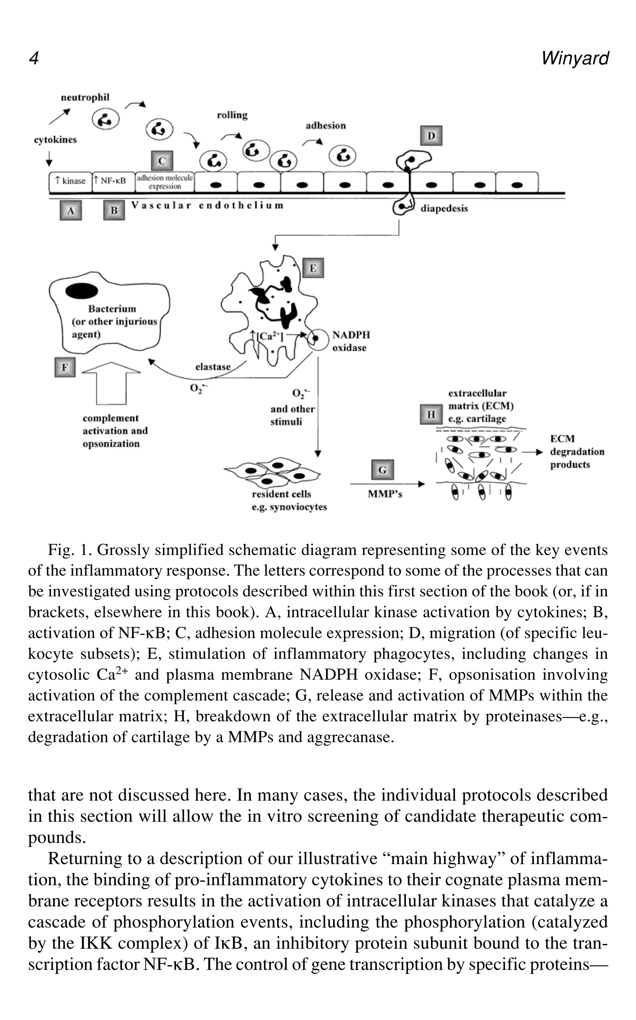 4 Winyard
Fig. 1. Grossly simplified schematic diagram representing some of the key events
of the inflammatory response. The letters correspond to some of the processes that can
be investigated using protocols described within this first section of the book (or, if in
brackets, elsewhere in this book). A, intracellular kinase activation by cytokines; B,
activation of NF-gB; C, adhesion molecule expression; D, migration (of specific leu-
kocyte subsets); E, stimulation of inflammatory phagocytes, including changes in
cytosolic Ca2+ and plasma membrane NADPH oxidase; F, opsonisation involving
activation of the complement cascade; G, release and activation of MMPs within the
extracellular matrix; H, breakdown of the extracellular matrix by proteinases—e.g.,
degradation of cartilage by a MMPs and aggrecanase.
that are not discussed here. In many cases, the individual protocols described
in this section will allow the in vitro screening of candidate therapeutic com-
pounds.
Returning to a description of our illustrative “main highway” of inflamma-
tion, the binding of pro-inflammatory cytokines to their cognate plasma mem-
brane receptors results in the activation of intracellular kinases that catalyze a
cascade of phosphorylation events, including the phosphorylation (catalyzed
by the IKK complex) of IgB, an inhibitory protein subunit bound to the tran-
scription factor NF-gB. The control of gene transcription by specific proteins—
 