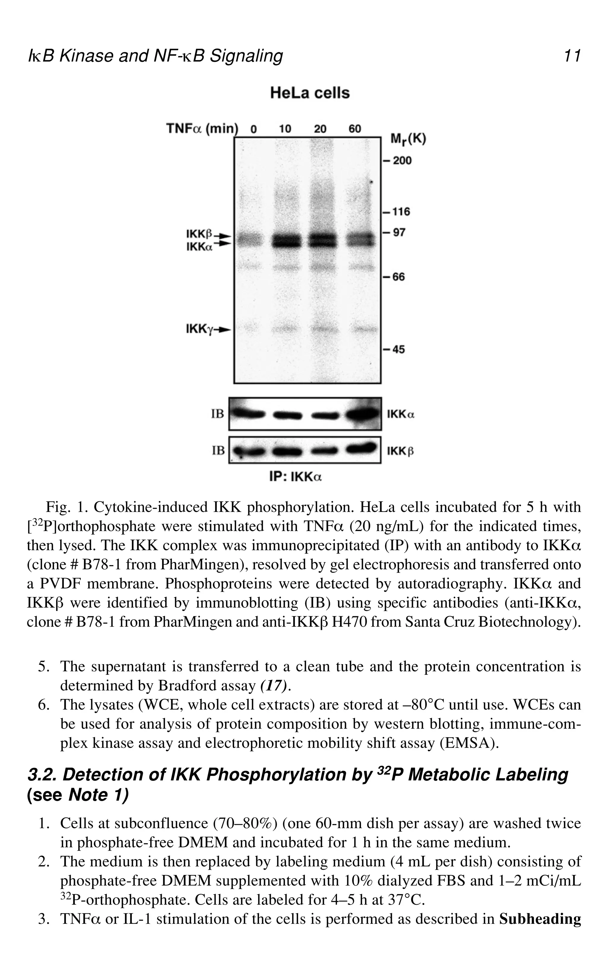 IgB Kinase and NF-gB Signaling 11
Fig. 1. Cytokine-induced IKK phosphorylation. HeLa cells incubated for 5 h with
[32P]orthophosphate were stimulated with TNF_ (20 ng/mL) for the indicated times,
then lysed. The IKK complex was immunoprecipitated (IP) with an antibody to IKK_
(clone # B78-1 from PharMingen), resolved by gel electrophoresis and transferred onto
a PVDF membrane. Phosphoproteins were detected by autoradiography. IKK_ and
IKK` were identified by immunoblotting (IB) using specific antibodies (anti-IKK_,
clone # B78-1 from PharMingen and anti-IKK` H470 from Santa Cruz Biotechnology).
5. The supernatant is transferred to a clean tube and the protein concentration is
determined by Bradford assay (17).
6. The lysates (WCE, whole cell extracts) are stored at –80°C until use. WCEs can
be used for analysis of protein composition by western blotting, immune-com-
plex kinase assay and electrophoretic mobility shift assay (EMSA).
3.2. Detection of IKK Phosphorylation by 32P Metabolic Labeling
(see Note 1)
1. Cells at subconfluence (70–80%) (one 60-mm dish per assay) are washed twice
in phosphate-free DMEM and incubated for 1 h in the same medium.
2. The medium is then replaced by labeling medium (4 mL per dish) consisting of
phosphate-free DMEM supplemented with 10% dialyzed FBS and 1–2 mCi/mL
32P-orthophosphate. Cells are labeled for 4–5 h at 37°C.
3. TNF_ or IL-1 stimulation of the cells is performed as described in Subheading
 