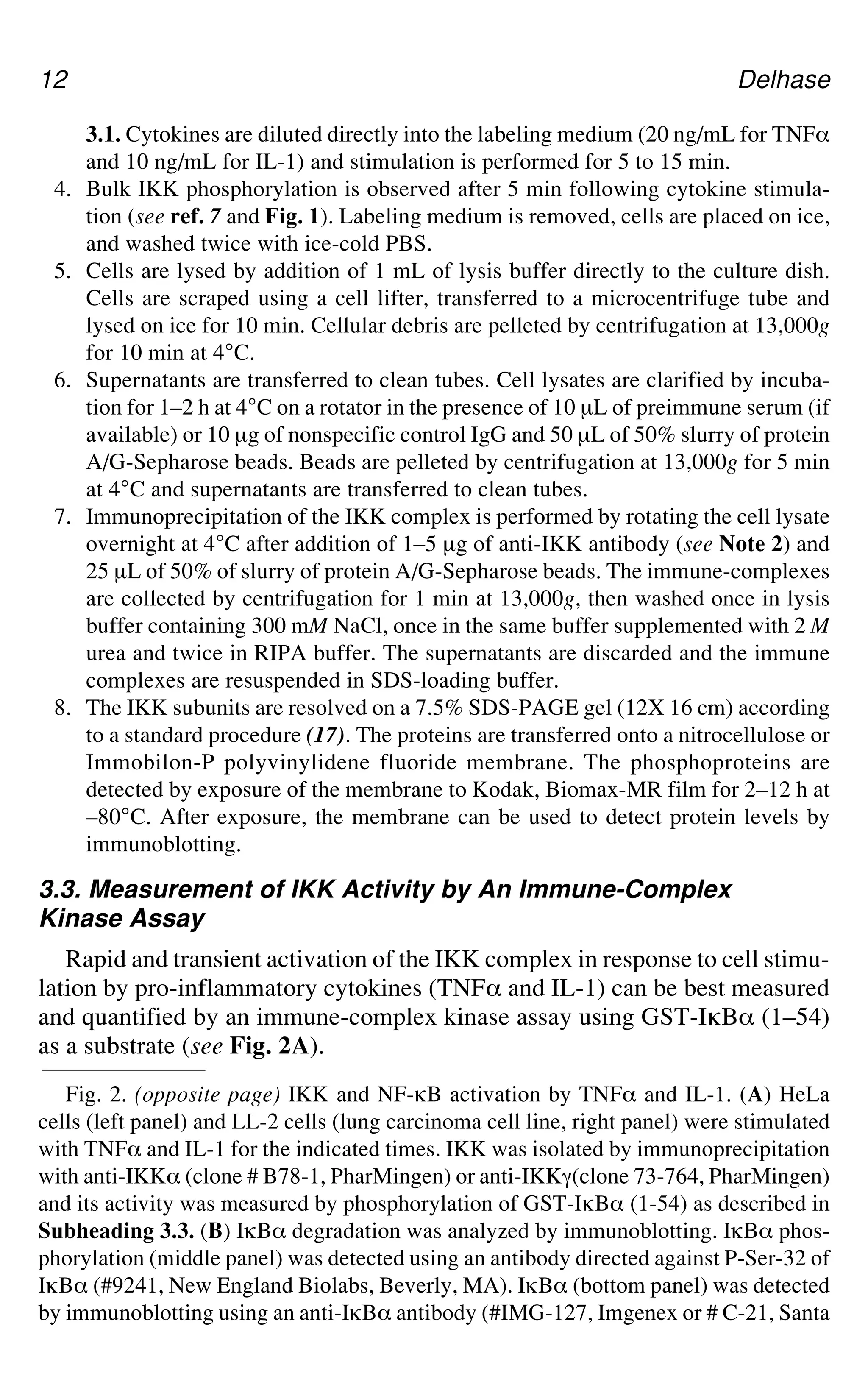 12 Delhase
Fig. 2. (opposite page) IKK and NF-gB activation by TNF_ and IL-1. (A) HeLa
cells (left panel) and LL-2 cells (lung carcinoma cell line, right panel) were stimulated
with TNF_ and IL-1 for the indicated times. IKK was isolated by immunoprecipitation
with anti-IKK_ (clone # B78-1, PharMingen) or anti-IKKa(clone 73-764, PharMingen)
and its activity was measured by phosphorylation of GST-IgB_ (1-54) as described in
Subheading 3.3. (B) IgB_ degradation was analyzed by immunoblotting. IgB_ phos-
phorylation (middle panel) was detected using an antibody directed against P-Ser-32 of
IgB_ (#9241, New England Biolabs, Beverly, MA). IgB_ (bottom panel) was detected
by immunoblotting using an anti-IgB_ antibody (#IMG-127, Imgenex or # C-21, Santa
3.1. Cytokines are diluted directly into the labeling medium (20 ng/mL for TNF_
and 10 ng/mL for IL-1) and stimulation is performed for 5 to 15 min.
4. Bulk IKK phosphorylation is observed after 5 min following cytokine stimula-
tion (see ref. 7 and Fig. 1). Labeling medium is removed, cells are placed on ice,
and washed twice with ice-cold PBS.
5. Cells are lysed by addition of 1 mL of lysis buffer directly to the culture dish.
Cells are scraped using a cell lifter, transferred to a microcentrifuge tube and
lysed on ice for 10 min. Cellular debris are pelleted by centrifugation at 13,000g
for 10 min at 4°C.
6. Supernatants are transferred to clean tubes. Cell lysates are clarified by incuba-
tion for 1–2 h at 4°C on a rotator in the presence of 10 μL of preimmune serum (if
available) or 10 μg of nonspecific control IgG and 50 μL of 50% slurry of protein
A/G-Sepharose beads. Beads are pelleted by centrifugation at 13,000g for 5 min
at 4°C and supernatants are transferred to clean tubes.
7. Immunoprecipitation of the IKK complex is performed by rotating the cell lysate
overnight at 4°C after addition of 1–5 μg of anti-IKK antibody (see Note 2) and
25 μL of 50% of slurry of protein A/G-Sepharose beads. The immune-complexes
are collected by centrifugation for 1 min at 13,000g, then washed once in lysis
buffer containing 300 mM NaCl, once in the same buffer supplemented with 2 M
urea and twice in RIPA buffer. The supernatants are discarded and the immune
complexes are resuspended in SDS-loading buffer.
8. The IKK subunits are resolved on a 7.5% SDS-PAGE gel (12X 16 cm) according
to a standard procedure (17). The proteins are transferred onto a nitrocellulose or
Immobilon-P polyvinylidene fluoride membrane. The phosphoproteins are
detected by exposure of the membrane to Kodak, Biomax-MR film for 2–12 h at
–80°C. After exposure, the membrane can be used to detect protein levels by
immunoblotting.
3.3. Measurement of IKK Activity by An Immune-Complex
Kinase Assay
Rapid and transient activation of the IKK complex in response to cell stimu-
lation by pro-inflammatory cytokines (TNF_ and IL-1) can be best measured
and quantified by an immune-complex kinase assay using GST-IgB_ (1–54)
as a substrate (see Fig. 2A).
 