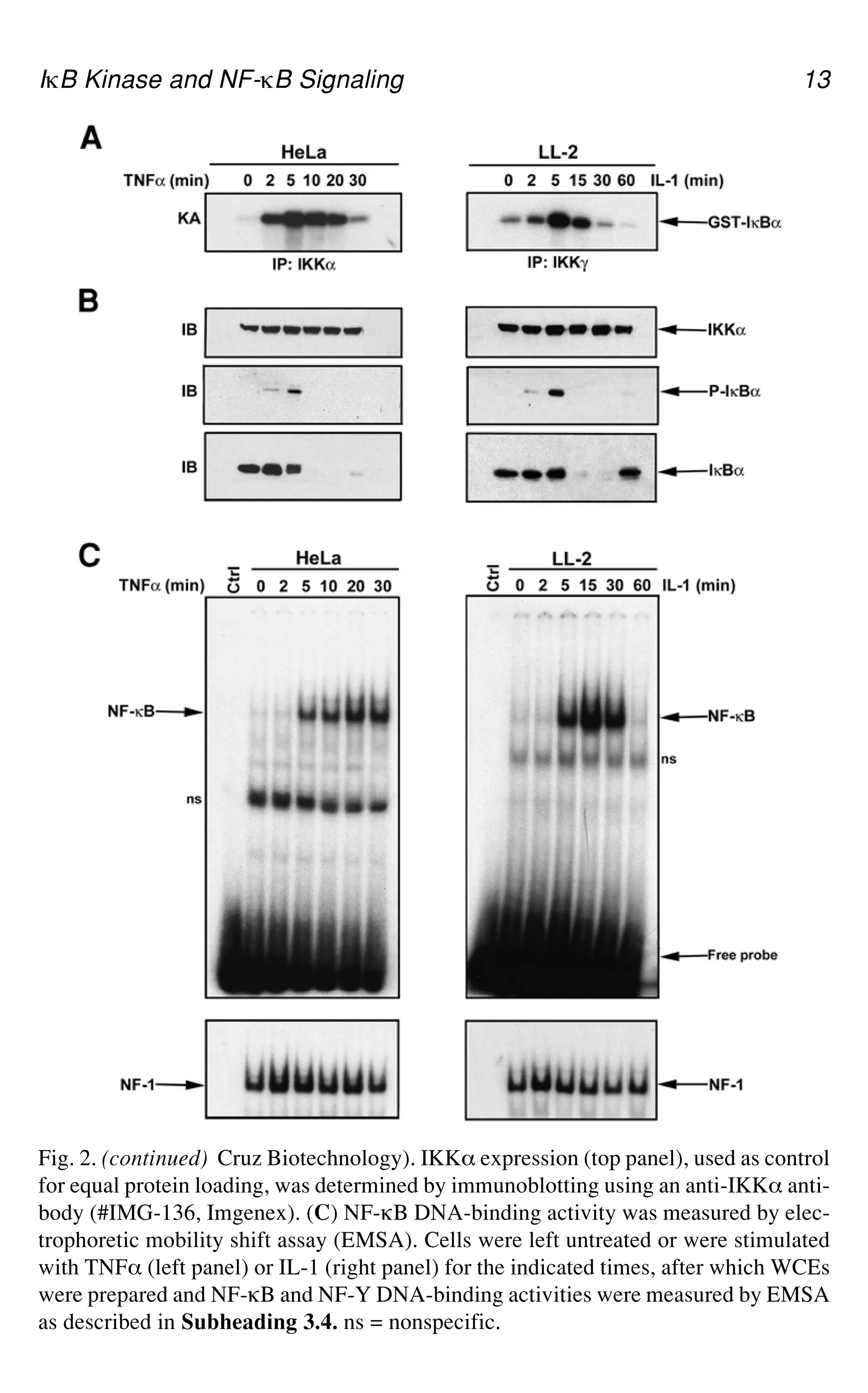 IgB Kinase and NF-gB Signaling 13
Fig. 2. (continued) Cruz Biotechnology). IKK_ expression (top panel), used as control
for equal protein loading, was determined by immunoblotting using an anti-IKK_ anti-
body (#IMG-136, Imgenex). (C) NF-gB DNA-binding activity was measured by elec-
trophoretic mobility shift assay (EMSA). Cells were left untreated or were stimulated
with TNF_ (left panel) or IL-1 (right panel) for the indicated times, after which WCEs
were prepared and NF-gB and NF-Y DNA-binding activities were measured by EMSA
as described in Subheading 3.4. ns = nonspecific.
 