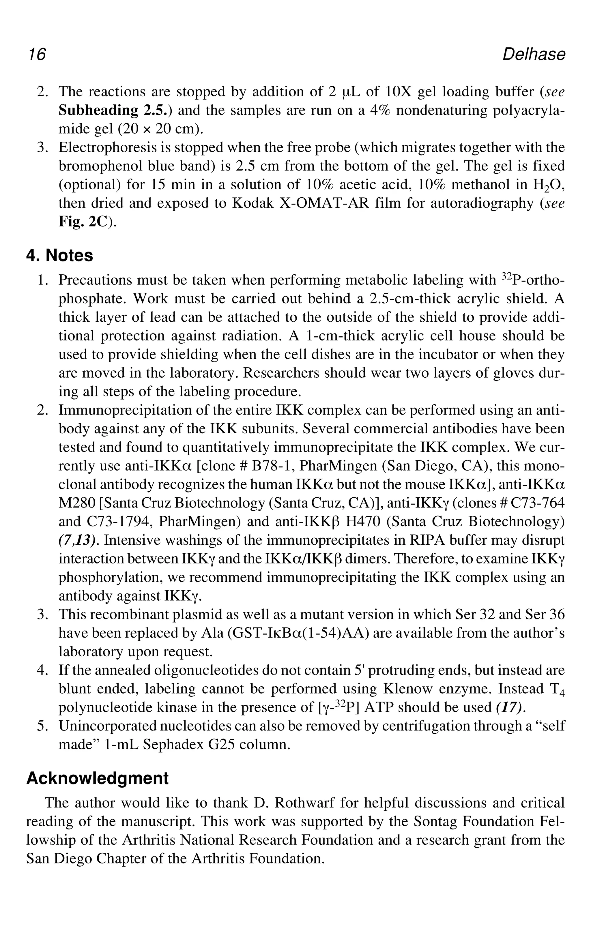 16 Delhase
2. The reactions are stopped by addition of 2 μL of 10X gel loading buffer (see
Subheading 2.5.) and the samples are run on a 4% nondenaturing polyacryla-
mide gel (20 × 20 cm).
3. Electrophoresis is stopped when the free probe (which migrates together with the
bromophenol blue band) is 2.5 cm from the bottom of the gel. The gel is fixed
(optional) for 15 min in a solution of 10% acetic acid, 10% methanol in H2O,
then dried and exposed to Kodak X-OMAT-AR film for autoradiography (see
Fig. 2C).
4. Notes
1. Precautions must be taken when performing metabolic labeling with 32P-ortho-
phosphate. Work must be carried out behind a 2.5-cm-thick acrylic shield. A
thick layer of lead can be attached to the outside of the shield to provide addi-
tional protection against radiation. A 1-cm-thick acrylic cell house should be
used to provide shielding when the cell dishes are in the incubator or when they
are moved in the laboratory. Researchers should wear two layers of gloves dur-
ing all steps of the labeling procedure.
2. Immunoprecipitation of the entire IKK complex can be performed using an anti-
body against any of the IKK subunits. Several commercial antibodies have been
tested and found to quantitatively immunoprecipitate the IKK complex. We cur-
rently use anti-IKK_ [clone # B78-1, PharMingen (San Diego, CA), this mono-
clonal antibody recognizes the human IKK_ but not the mouse IKK_], anti-IKK_
M280 [Santa Cruz Biotechnology (Santa Cruz, CA)], anti-IKKa (clones # C73-764
and C73-1794, PharMingen) and anti-IKK` H470 (Santa Cruz Biotechnology)
(7,13). Intensive washings of the immunoprecipitates in RIPA buffer may disrupt
interaction between IKKa and the IKK_/IKK` dimers. Therefore, to examine IKKa
phosphorylation, we recommend immunoprecipitating the IKK complex using an
antibody against IKKa.
3. This recombinant plasmid as well as a mutant version in which Ser 32 and Ser 36
have been replaced by Ala (GST-IgB_(1-54)AA) are available from the author’s
laboratory upon request.
4. If the annealed oligonucleotides do not contain 5' protruding ends, but instead are
blunt ended, labeling cannot be performed using Klenow enzyme. Instead T4
polynucleotide kinase in the presence of [a-32P] ATP should be used (17).
5. Unincorporated nucleotides can also be removed by centrifugation through a “self
made” 1-mL Sephadex G25 column.
Acknowledgment
The author would like to thank D. Rothwarf for helpful discussions and critical
reading of the manuscript. This work was supported by the Sontag Foundation Fel-
lowship of the Arthritis National Research Foundation and a research grant from the
San Diego Chapter of the Arthritis Foundation.
 