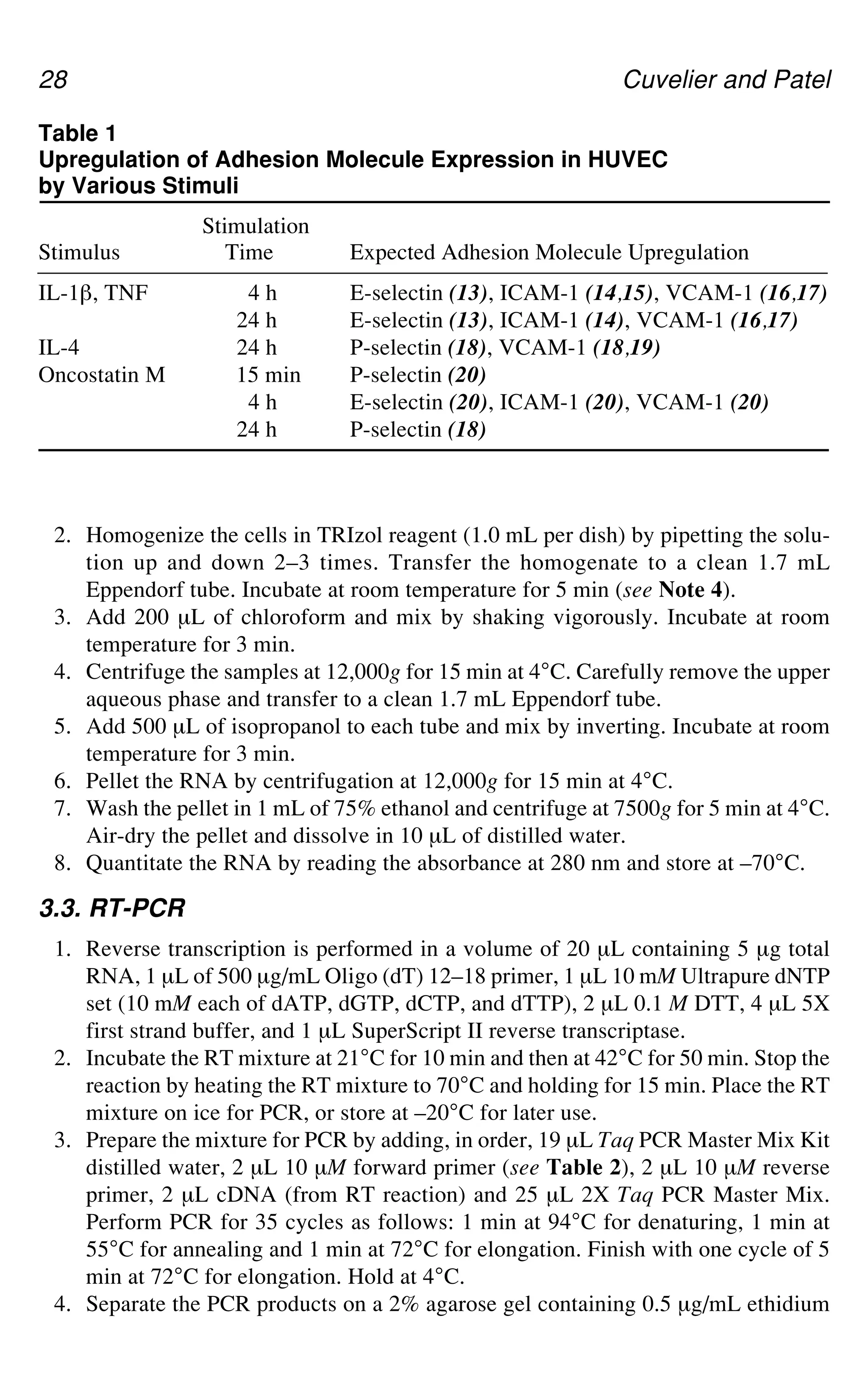 28 Cuvelier and Patel
2. Homogenize the cells in TRIzol reagent (1.0 mL per dish) by pipetting the solu-
tion up and down 2–3 times. Transfer the homogenate to a clean 1.7 mL
Eppendorf tube. Incubate at room temperature for 5 min (see Note 4).
3. Add 200 μL of chloroform and mix by shaking vigorously. Incubate at room
temperature for 3 min.
4. Centrifuge the samples at 12,000g for 15 min at 4°C. Carefully remove the upper
aqueous phase and transfer to a clean 1.7 mL Eppendorf tube.
5. Add 500 μL of isopropanol to each tube and mix by inverting. Incubate at room
temperature for 3 min.
6. Pellet the RNA by centrifugation at 12,000g for 15 min at 4°C.
7. Wash the pellet in 1 mL of 75% ethanol and centrifuge at 7500g for 5 min at 4°C.
Air-dry the pellet and dissolve in 10 μL of distilled water.
8. Quantitate the RNA by reading the absorbance at 280 nm and store at –70°C.
3.3. RT-PCR
1. Reverse transcription is performed in a volume of 20 μL containing 5 μg total
RNA, 1 μL of 500 μg/mL Oligo (dT) 12–18 primer, 1 μL 10 mM Ultrapure dNTP
set (10 mM each of dATP, dGTP, dCTP, and dTTP), 2 μL 0.1 M DTT, 4 μL 5X
first strand buffer, and 1 μL SuperScript II reverse transcriptase.
2. Incubate the RT mixture at 21°C for 10 min and then at 42°C for 50 min. Stop the
reaction by heating the RT mixture to 70°C and holding for 15 min. Place the RT
mixture on ice for PCR, or store at –20°C for later use.
3. Prepare the mixture for PCR by adding, in order, 19 μL Taq PCR Master Mix Kit
distilled water, 2 μL 10 μM forward primer (see Table 2), 2 μL 10 μM reverse
primer, 2 μL cDNA (from RT reaction) and 25 μL 2X Taq PCR Master Mix.
Perform PCR for 35 cycles as follows: 1 min at 94°C for denaturing, 1 min at
55°C for annealing and 1 min at 72°C for elongation. Finish with one cycle of 5
min at 72°C for elongation. Hold at 4°C.
4. Separate the PCR products on a 2% agarose gel containing 0.5 μg/mL ethidium
Table 1
Upregulation of Adhesion Molecule Expression in HUVEC
by Various Stimuli
Stimulation
Stimulus Time Expected Adhesion Molecule Upregulation
IL-1`, TNF 4 h E-selectin (13), ICAM-1 (14,15), VCAM-1 (16,17)
24 h E-selectin (13), ICAM-1 (14), VCAM-1 (16,17)
IL-4 24 h P-selectin (18), VCAM-1 (18,19)
Oncostatin M 15 min P-selectin (20)
4 h E-selectin (20), ICAM-1 (20), VCAM-1 (20)
24 h P-selectin (18)
 