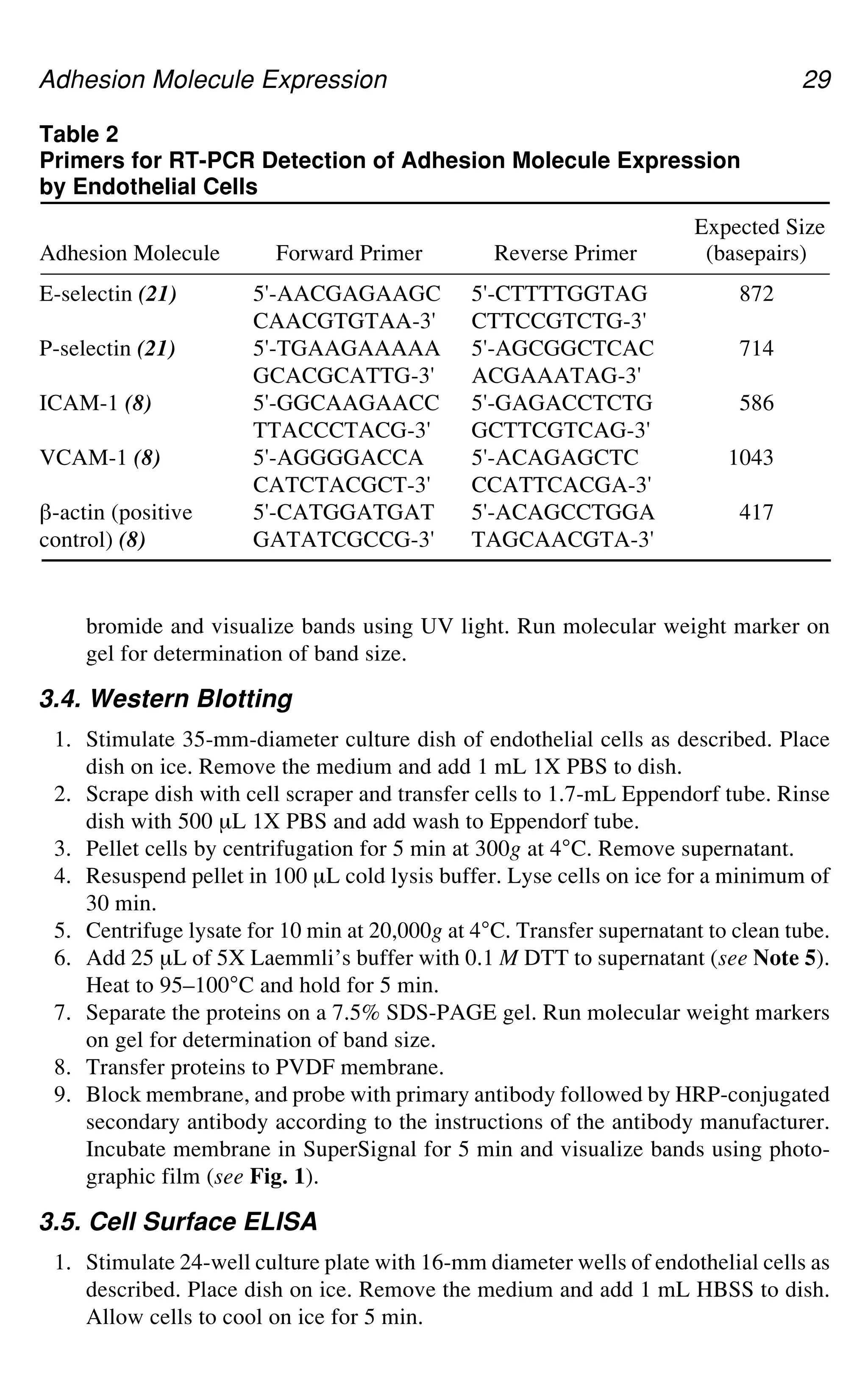 Adhesion Molecule Expression 29
bromide and visualize bands using UV light. Run molecular weight marker on
gel for determination of band size.
3.4. Western Blotting
1. Stimulate 35-mm-diameter culture dish of endothelial cells as described. Place
dish on ice. Remove the medium and add 1 mL 1X PBS to dish.
2. Scrape dish with cell scraper and transfer cells to 1.7-mL Eppendorf tube. Rinse
dish with 500 μL 1X PBS and add wash to Eppendorf tube.
3. Pellet cells by centrifugation for 5 min at 300g at 4°C. Remove supernatant.
4. Resuspend pellet in 100 μL cold lysis buffer. Lyse cells on ice for a minimum of
30 min.
5. Centrifuge lysate for 10 min at 20,000g at 4°C. Transfer supernatant to clean tube.
6. Add 25 μL of 5X Laemmli’s buffer with 0.1 M DTT to supernatant (see Note 5).
Heat to 95–100°C and hold for 5 min.
7. Separate the proteins on a 7.5% SDS-PAGE gel. Run molecular weight markers
on gel for determination of band size.
8. Transfer proteins to PVDF membrane.
9. Block membrane, and probe with primary antibody followed by HRP-conjugated
secondary antibody according to the instructions of the antibody manufacturer.
Incubate membrane in SuperSignal for 5 min and visualize bands using photo-
graphic film (see Fig. 1).
3.5. Cell Surface ELISA
1. Stimulate 24-well culture plate with 16-mm diameter wells of endothelial cells as
described. Place dish on ice. Remove the medium and add 1 mL HBSS to dish.
Allow cells to cool on ice for 5 min.
Table 2
Primers for RT-PCR Detection of Adhesion Molecule Expression
by Endothelial Cells
Expected Size
Adhesion Molecule Forward Primer Reverse Primer (basepairs)
E-selectin (21) 5'-AACGAGAAGC 5'-CTTTTGGTAG 872
CAACGTGTAA-3' CTTCCGTCTG-3'
P-selectin (21) 5'-TGAAGAAAAA 5'-AGCGGCTCAC 714
GCACGCATTG-3' ACGAAATAG-3'
ICAM-1 (8) 5'-GGCAAGAACC 5'-GAGACCTCTG 586
TTACCCTACG-3' GCTTCGTCAG-3'
VCAM-1 (8) 5'-AGGGGACCA 5'-ACAGAGCTC 1043
CATCTACGCT-3' CCATTCACGA-3'
`-actin (positive 5'-CATGGATGAT 5'-ACAGCCTGGA 417
control) (8) GATATCGCCG-3' TAGCAACGTA-3'
 