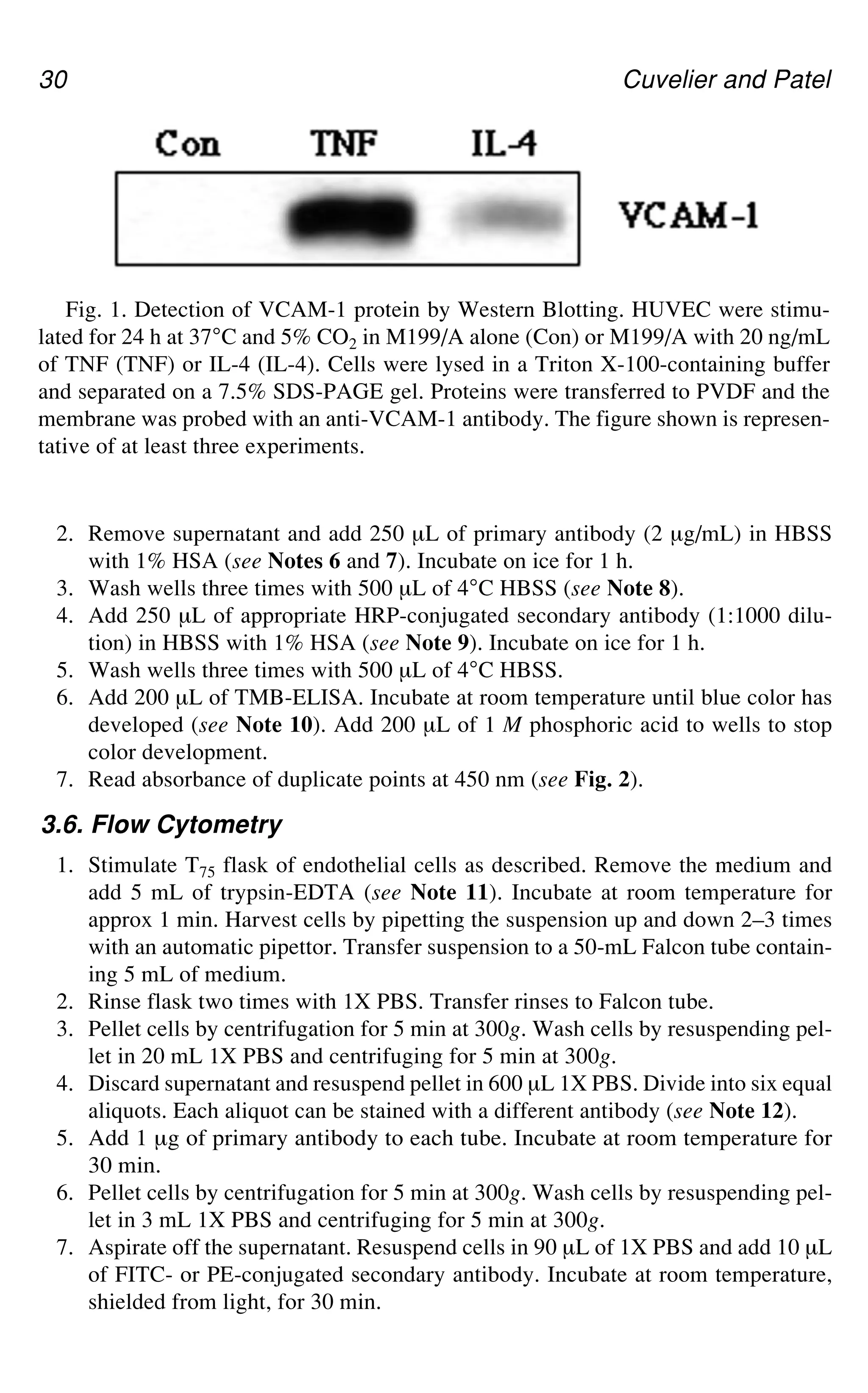 30 Cuvelier and Patel
2. Remove supernatant and add 250 μL of primary antibody (2 μg/mL) in HBSS
with 1% HSA (see Notes 6 and 7). Incubate on ice for 1 h.
3. Wash wells three times with 500 μL of 4°C HBSS (see Note 8).
4. Add 250 μL of appropriate HRP-conjugated secondary antibody (1:1000 dilu-
tion) in HBSS with 1% HSA (see Note 9). Incubate on ice for 1 h.
5. Wash wells three times with 500 μL of 4°C HBSS.
6. Add 200 μL of TMB-ELISA. Incubate at room temperature until blue color has
developed (see Note 10). Add 200 μL of 1 M phosphoric acid to wells to stop
color development.
7. Read absorbance of duplicate points at 450 nm (see Fig. 2).
3.6. Flow Cytometry
1. Stimulate T75 flask of endothelial cells as described. Remove the medium and
add 5 mL of trypsin-EDTA (see Note 11). Incubate at room temperature for
approx 1 min. Harvest cells by pipetting the suspension up and down 2–3 times
with an automatic pipettor. Transfer suspension to a 50-mL Falcon tube contain-
ing 5 mL of medium.
2. Rinse flask two times with 1X PBS. Transfer rinses to Falcon tube.
3. Pellet cells by centrifugation for 5 min at 300g. Wash cells by resuspending pel-
let in 20 mL 1X PBS and centrifuging for 5 min at 300g.
4. Discard supernatant and resuspend pellet in 600 μL 1X PBS. Divide into six equal
aliquots. Each aliquot can be stained with a different antibody (see Note 12).
5. Add 1 μg of primary antibody to each tube. Incubate at room temperature for
30 min.
6. Pellet cells by centrifugation for 5 min at 300g. Wash cells by resuspending pel-
let in 3 mL 1X PBS and centrifuging for 5 min at 300g.
7. Aspirate off the supernatant. Resuspend cells in 90 μL of 1X PBS and add 10 μL
of FITC- or PE-conjugated secondary antibody. Incubate at room temperature,
shielded from light, for 30 min.
Fig. 1. Detection of VCAM-1 protein by Western Blotting. HUVEC were stimu-
lated for 24 h at 37°C and 5% CO2 in M199/A alone (Con) or M199/A with 20 ng/mL
of TNF (TNF) or IL-4 (IL-4). Cells were lysed in a Triton X-100-containing buffer
and separated on a 7.5% SDS-PAGE gel. Proteins were transferred to PVDF and the
membrane was probed with an anti-VCAM-1 antibody. The figure shown is represen-
tative of at least three experiments.
 