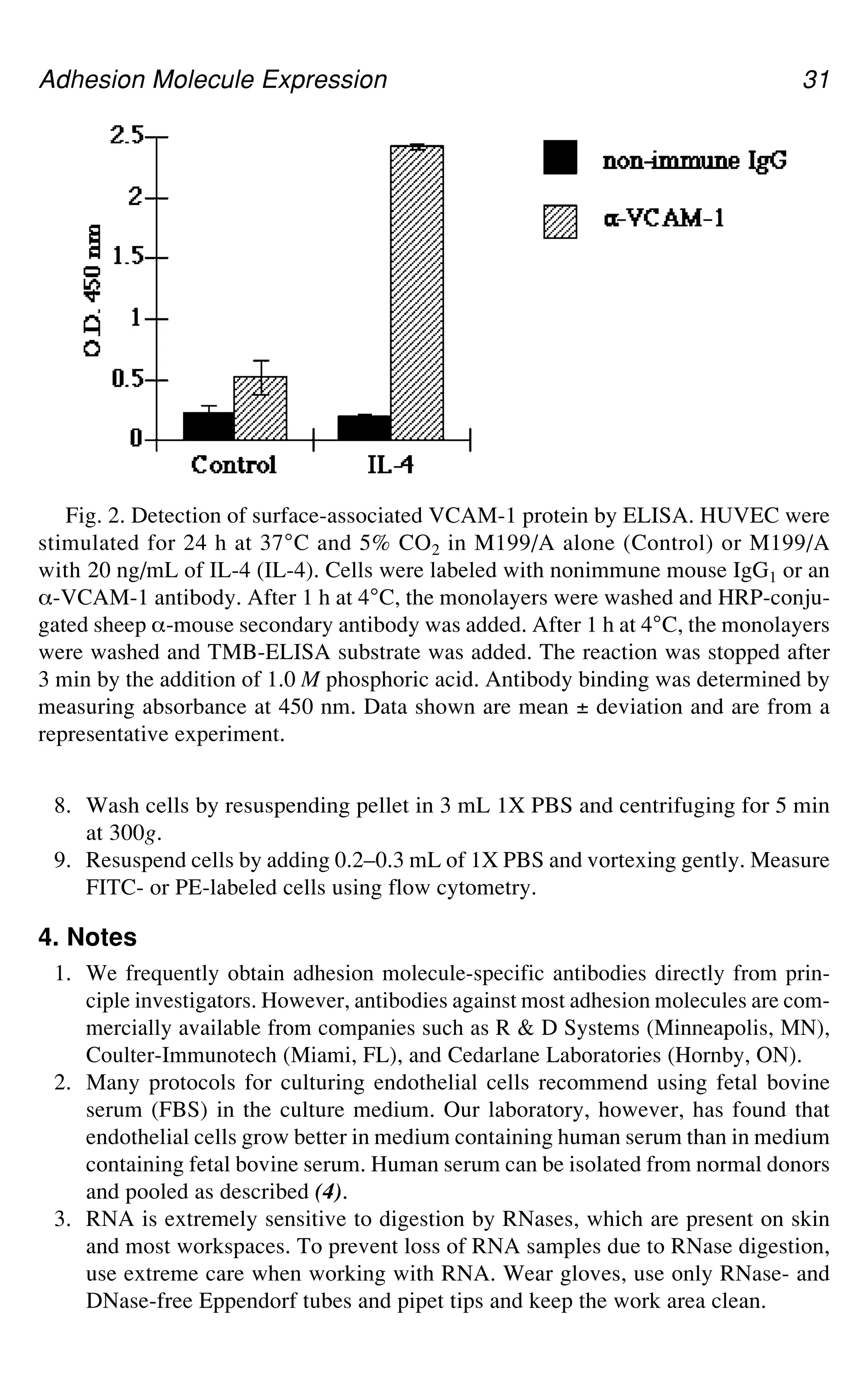Adhesion Molecule Expression 31
8. Wash cells by resuspending pellet in 3 mL 1X PBS and centrifuging for 5 min
at 300g.
9. Resuspend cells by adding 0.2–0.3 mL of 1X PBS and vortexing gently. Measure
FITC- or PE-labeled cells using flow cytometry.
4. Notes
1. We frequently obtain adhesion molecule-specific antibodies directly from prin-
ciple investigators. However, antibodies against most adhesion molecules are com-
mercially available from companies such as R & D Systems (Minneapolis, MN),
Coulter-Immunotech (Miami, FL), and Cedarlane Laboratories (Hornby, ON).
2. Many protocols for culturing endothelial cells recommend using fetal bovine
serum (FBS) in the culture medium. Our laboratory, however, has found that
endothelial cells grow better in medium containing human serum than in medium
containing fetal bovine serum. Human serum can be isolated from normal donors
and pooled as described (4).
3. RNA is extremely sensitive to digestion by RNases, which are present on skin
and most workspaces. To prevent loss of RNA samples due to RNase digestion,
use extreme care when working with RNA. Wear gloves, use only RNase- and
DNase-free Eppendorf tubes and pipet tips and keep the work area clean.
Fig. 2. Detection of surface-associated VCAM-1 protein by ELISA. HUVEC were
stimulated for 24 h at 37°C and 5% CO2 in M199/A alone (Control) or M199/A
with 20 ng/mL of IL-4 (IL-4). Cells were labeled with nonimmune mouse IgG1 or an
_-VCAM-1 antibody. After 1 h at 4°C, the monolayers were washed and HRP-conju-
gated sheep _-mouse secondary antibody was added. After 1 h at 4°C, the monolayers
were washed and TMB-ELISA substrate was added. The reaction was stopped after
3 min by the addition of 1.0 M phosphoric acid. Antibody binding was determined by
measuring absorbance at 450 nm. Data shown are mean ± deviation and are from a
representative experiment.
 
