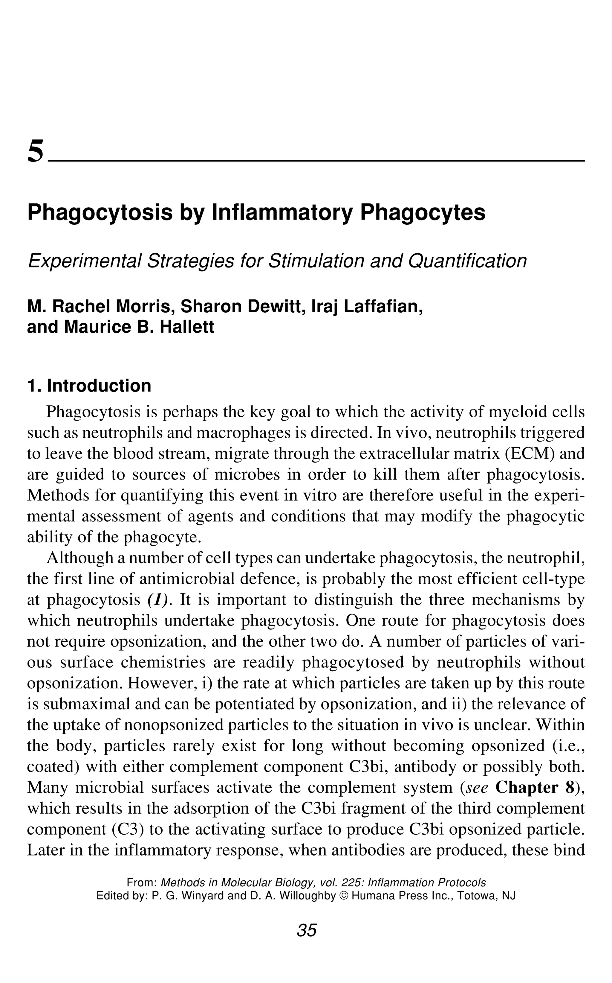 Phagocytosis by Inflammatory Phagocytes 35
5
Phagocytosis by Inflammatory Phagocytes
Experimental Strategies for Stimulation and Quantification
M. Rachel Morris, Sharon Dewitt, Iraj Laffafian,
and Maurice B. Hallett
1. Introduction
Phagocytosis is perhaps the key goal to which the activity of myeloid cells
such as neutrophils and macrophages is directed. In vivo, neutrophils triggered
to leave the blood stream, migrate through the extracellular matrix (ECM) and
are guided to sources of microbes in order to kill them after phagocytosis.
Methods for quantifying this event in vitro are therefore useful in the experi-
mental assessment of agents and conditions that may modify the phagocytic
ability of the phagocyte.
Although a number of cell types can undertake phagocytosis, the neutrophil,
the first line of antimicrobial defence, is probably the most efficient cell-type
at phagocytosis (1). It is important to distinguish the three mechanisms by
which neutrophils undertake phagocytosis. One route for phagocytosis does
not require opsonization, and the other two do. A number of particles of vari-
ous surface chemistries are readily phagocytosed by neutrophils without
opsonization. However, i) the rate at which particles are taken up by this route
is submaximal and can be potentiated by opsonization, and ii) the relevance of
the uptake of nonopsonized particles to the situation in vivo is unclear. Within
the body, particles rarely exist for long without becoming opsonized (i.e.,
coated) with either complement component C3bi, antibody or possibly both.
Many microbial surfaces activate the complement system (see Chapter 8),
which results in the adsorption of the C3bi fragment of the third complement
component (C3) to the activating surface to produce C3bi opsonized particle.
Later in the inflammatory response, when antibodies are produced, these bind
35
From: Methods in Molecular Biology, vol. 225: Inflammation Protocols
Edited by: P. G. Winyard and D. A. Willoughby © Humana Press Inc., Totowa, NJ
 