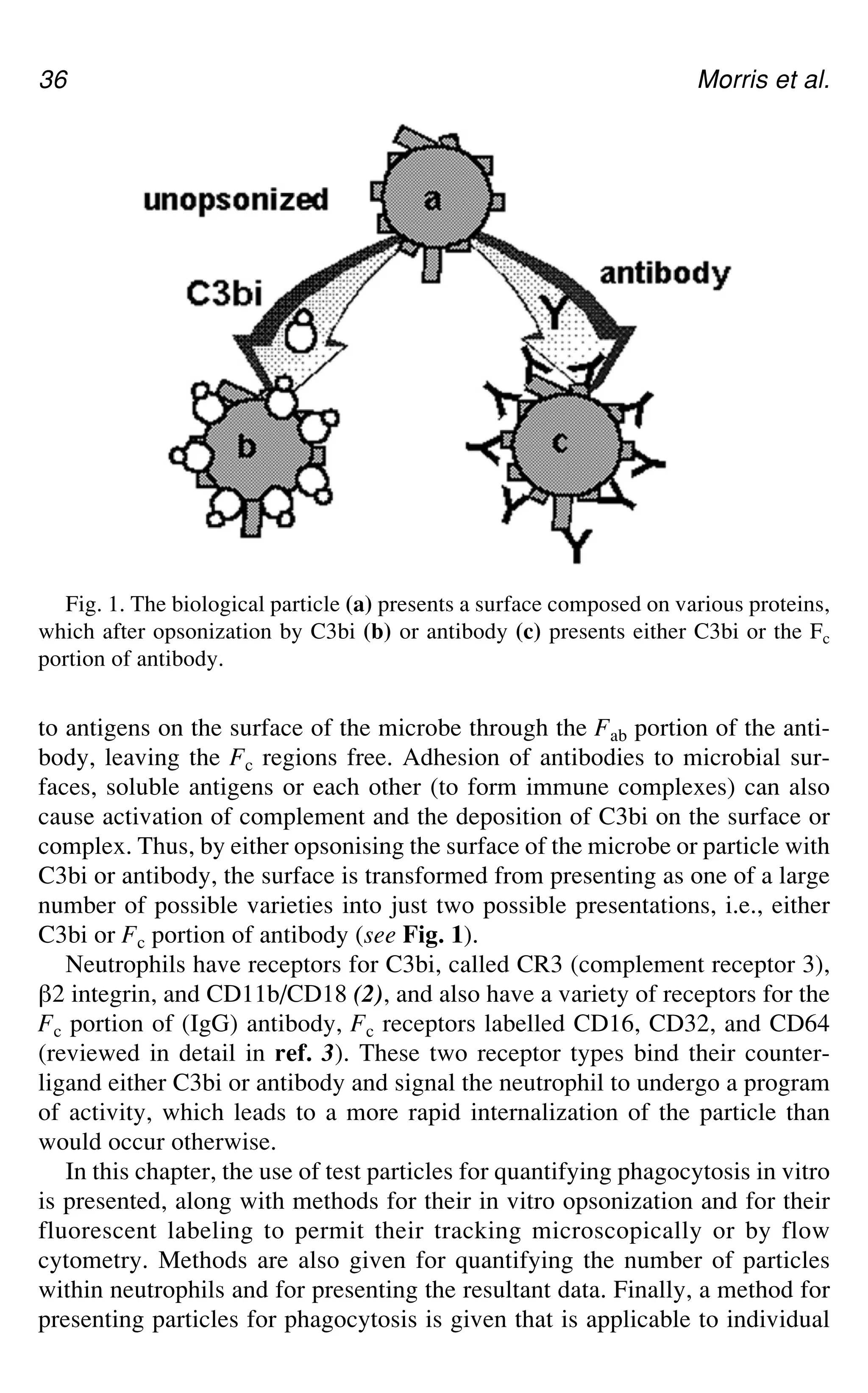 36 Morris et al.
Fig. 1. The biological particle (a) presents a surface composed on various proteins,
which after opsonization by C3bi (b) or antibody (c) presents either C3bi or the Fc
portion of antibody.
to antigens on the surface of the microbe through the Fab portion of the anti-
body, leaving the Fc regions free. Adhesion of antibodies to microbial sur-
faces, soluble antigens or each other (to form immune complexes) can also
cause activation of complement and the deposition of C3bi on the surface or
complex. Thus, by either opsonising the surface of the microbe or particle with
C3bi or antibody, the surface is transformed from presenting as one of a large
number of possible varieties into just two possible presentations, i.e., either
C3bi or Fc portion of antibody (see Fig. 1).
Neutrophils have receptors for C3bi, called CR3 (complement receptor 3),
`2 integrin, and CD11b/CD18 (2), and also have a variety of receptors for the
Fc portion of (IgG) antibody, Fc receptors labelled CD16, CD32, and CD64
(reviewed in detail in ref. 3). These two receptor types bind their counter-
ligand either C3bi or antibody and signal the neutrophil to undergo a program
of activity, which leads to a more rapid internalization of the particle than
would occur otherwise.
In this chapter, the use of test particles for quantifying phagocytosis in vitro
is presented, along with methods for their in vitro opsonization and for their
fluorescent labeling to permit their tracking microscopically or by flow
cytometry. Methods are also given for quantifying the number of particles
within neutrophils and for presenting the resultant data. Finally, a method for
presenting particles for phagocytosis is given that is applicable to individual
 