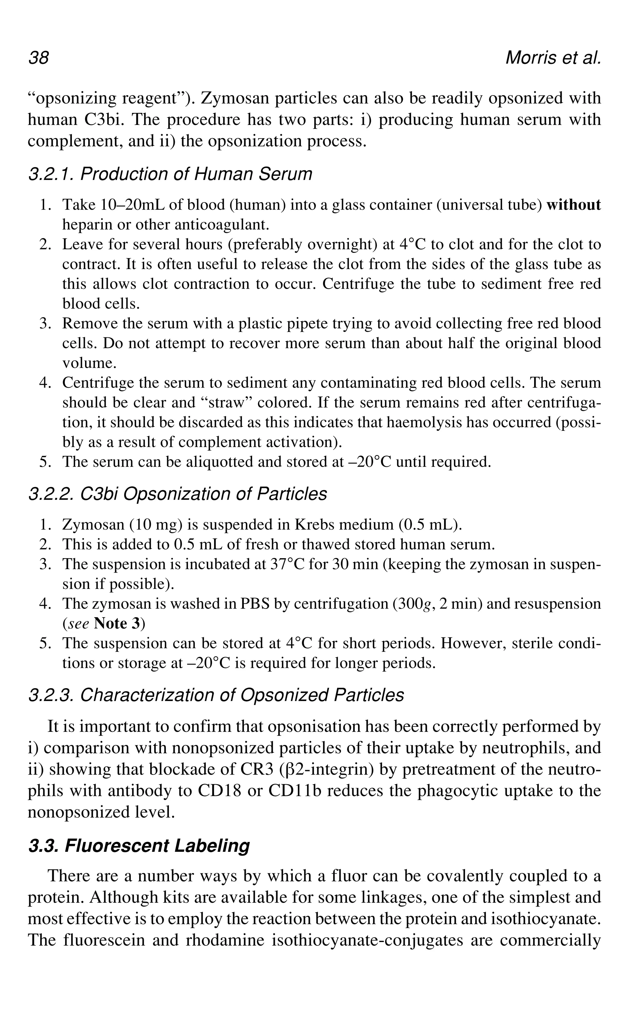 38 Morris et al.
“opsonizing reagent”). Zymosan particles can also be readily opsonized with
human C3bi. The procedure has two parts: i) producing human serum with
complement, and ii) the opsonization process.
3.2.1. Production of Human Serum
1. Take 10–20mL of blood (human) into a glass container (universal tube) without
heparin or other anticoagulant.
2. Leave for several hours (preferably overnight) at 4°C to clot and for the clot to
contract. It is often useful to release the clot from the sides of the glass tube as
this allows clot contraction to occur. Centrifuge the tube to sediment free red
blood cells.
3. Remove the serum with a plastic pipete trying to avoid collecting free red blood
cells. Do not attempt to recover more serum than about half the original blood
volume.
4. Centrifuge the serum to sediment any contaminating red blood cells. The serum
should be clear and “straw” colored. If the serum remains red after centrifuga-
tion, it should be discarded as this indicates that haemolysis has occurred (possi-
bly as a result of complement activation).
5. The serum can be aliquotted and stored at –20°C until required.
3.2.2. C3bi Opsonization of Particles
1. Zymosan (10 mg) is suspended in Krebs medium (0.5 mL).
2. This is added to 0.5 mL of fresh or thawed stored human serum.
3. The suspension is incubated at 37°C for 30 min (keeping the zymosan in suspen-
sion if possible).
4. The zymosan is washed in PBS by centrifugation (300g, 2 min) and resuspension
(see Note 3)
5. The suspension can be stored at 4°C for short periods. However, sterile condi-
tions or storage at –20°C is required for longer periods.
3.2.3. Characterization of Opsonized Particles
It is important to confirm that opsonisation has been correctly performed by
i) comparison with nonopsonized particles of their uptake by neutrophils, and
ii) showing that blockade of CR3 (`2-integrin) by pretreatment of the neutro-
phils with antibody to CD18 or CD11b reduces the phagocytic uptake to the
nonopsonized level.
3.3. Fluorescent Labeling
There are a number ways by which a fluor can be covalently coupled to a
protein. Although kits are available for some linkages, one of the simplest and
most effective is to employ the reaction between the protein and isothiocyanate.
The fluorescein and rhodamine isothiocyanate-conjugates are commercially
 