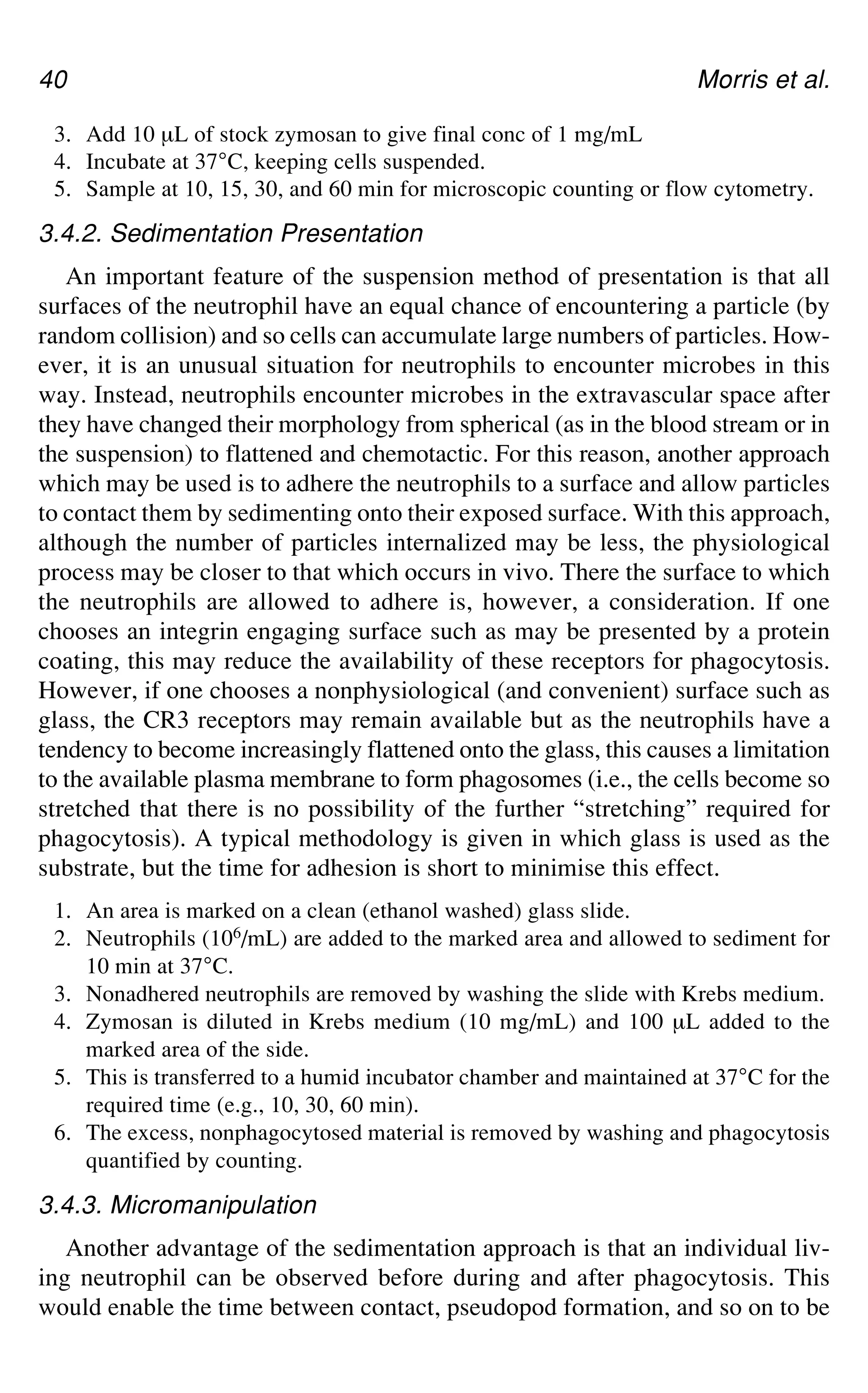 40 Morris et al.
3. Add 10 μL of stock zymosan to give final conc of 1 mg/mL
4. Incubate at 37°C, keeping cells suspended.
5. Sample at 10, 15, 30, and 60 min for microscopic counting or flow cytometry.
3.4.2. Sedimentation Presentation
An important feature of the suspension method of presentation is that all
surfaces of the neutrophil have an equal chance of encountering a particle (by
random collision) and so cells can accumulate large numbers of particles. How-
ever, it is an unusual situation for neutrophils to encounter microbes in this
way. Instead, neutrophils encounter microbes in the extravascular space after
they have changed their morphology from spherical (as in the blood stream or in
the suspension) to flattened and chemotactic. For this reason, another approach
which may be used is to adhere the neutrophils to a surface and allow particles
to contact them by sedimenting onto their exposed surface. With this approach,
although the number of particles internalized may be less, the physiological
process may be closer to that which occurs in vivo. There the surface to which
the neutrophils are allowed to adhere is, however, a consideration. If one
chooses an integrin engaging surface such as may be presented by a protein
coating, this may reduce the availability of these receptors for phagocytosis.
However, if one chooses a nonphysiological (and convenient) surface such as
glass, the CR3 receptors may remain available but as the neutrophils have a
tendency to become increasingly flattened onto the glass, this causes a limitation
to the available plasma membrane to form phagosomes (i.e., the cells become so
stretched that there is no possibility of the further “stretching” required for
phagocytosis). A typical methodology is given in which glass is used as the
substrate, but the time for adhesion is short to minimise this effect.
1. An area is marked on a clean (ethanol washed) glass slide.
2. Neutrophils (106/mL) are added to the marked area and allowed to sediment for
10 min at 37°C.
3. Nonadhered neutrophils are removed by washing the slide with Krebs medium.
4. Zymosan is diluted in Krebs medium (10 mg/mL) and 100 μL added to the
marked area of the side.
5. This is transferred to a humid incubator chamber and maintained at 37°C for the
required time (e.g., 10, 30, 60 min).
6. The excess, nonphagocytosed material is removed by washing and phagocytosis
quantified by counting.
3.4.3. Micromanipulation
Another advantage of the sedimentation approach is that an individual liv-
ing neutrophil can be observed before during and after phagocytosis. This
would enable the time between contact, pseudopod formation, and so on to be
 