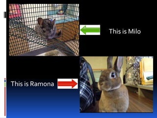 This is Milo
This is Ramona
 