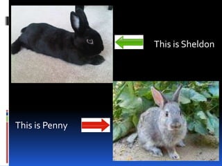 This is Sheldon
This is Penny
 