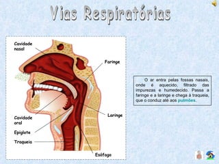 Vias Respiratórias O ar entra pelas fossas nasais, onde é aquecido, filtrado das impurezas e humedecido. Passa a faringe e a laringe e chega à traqueia, que o conduz até aos  pulmões . Laringe Esófago Traqueia Epiglote Cavidade oral Cavidade nasal Faringe 