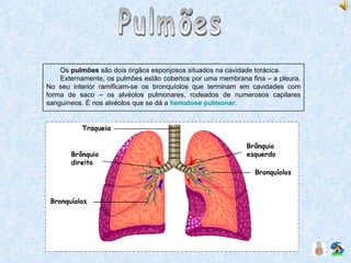 Pulmões Os  pulmões  são dois órgãos esponjosos situados na cavidade torácica. Externamente, os pulmões estão cobertos por uma membrana fina – a pleura. No seu interior ramificam-se os bronquíolos que terminam em cavidades com forma de saco – os alvéolos pulmonares, rodeados de numerosos capilares sanguíneos. É nos alvéolos que se dá a  hematose pulmonar . Traqueia Bronquíolos Bronquíolos Brônquio direito Brônquio esquerdo 