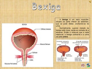 Bexiga A  bexiga  é um saco muscular, situado na parte inferior do abdómen, que se pode dilatar, enchendo-se de urina. Normalmente, quando metade da bexiga está cheia, sente-se vontade de a esvaziar. Então o músculo que a veda relaxa-se, a bexiga contrai-se e a urina sai pela  uretra . 