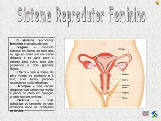 Sistema Reprodutor Feminino O  sistema reprodutor feminino  é constituído por: Vagina  – músculo elástico em forma de tubo que se liga ao útero por um canal delgado e se abre para o exterior pela vulva, com dois pequenos e dois grandes lábios. Útero  – tem a forma de pêra virada ao contrário e é oco, com fortes paredes musculares muito elásticas. Trompas  – dois canais delgados que partem da região superior do útero em direcção a cada um dos ovários. Ovários  – duas glândulas do tamanho de uma amêndoa onde se produzem os óvulos. 