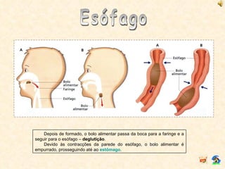 Esófago Depois de formado, o bolo alimentar passa da boca para a faringe e a seguir para o esófago –  deglutição . Devido às contracções da parede do esófago, o bolo alimentar é empurrado, prosseguindo até ao  estômago . 