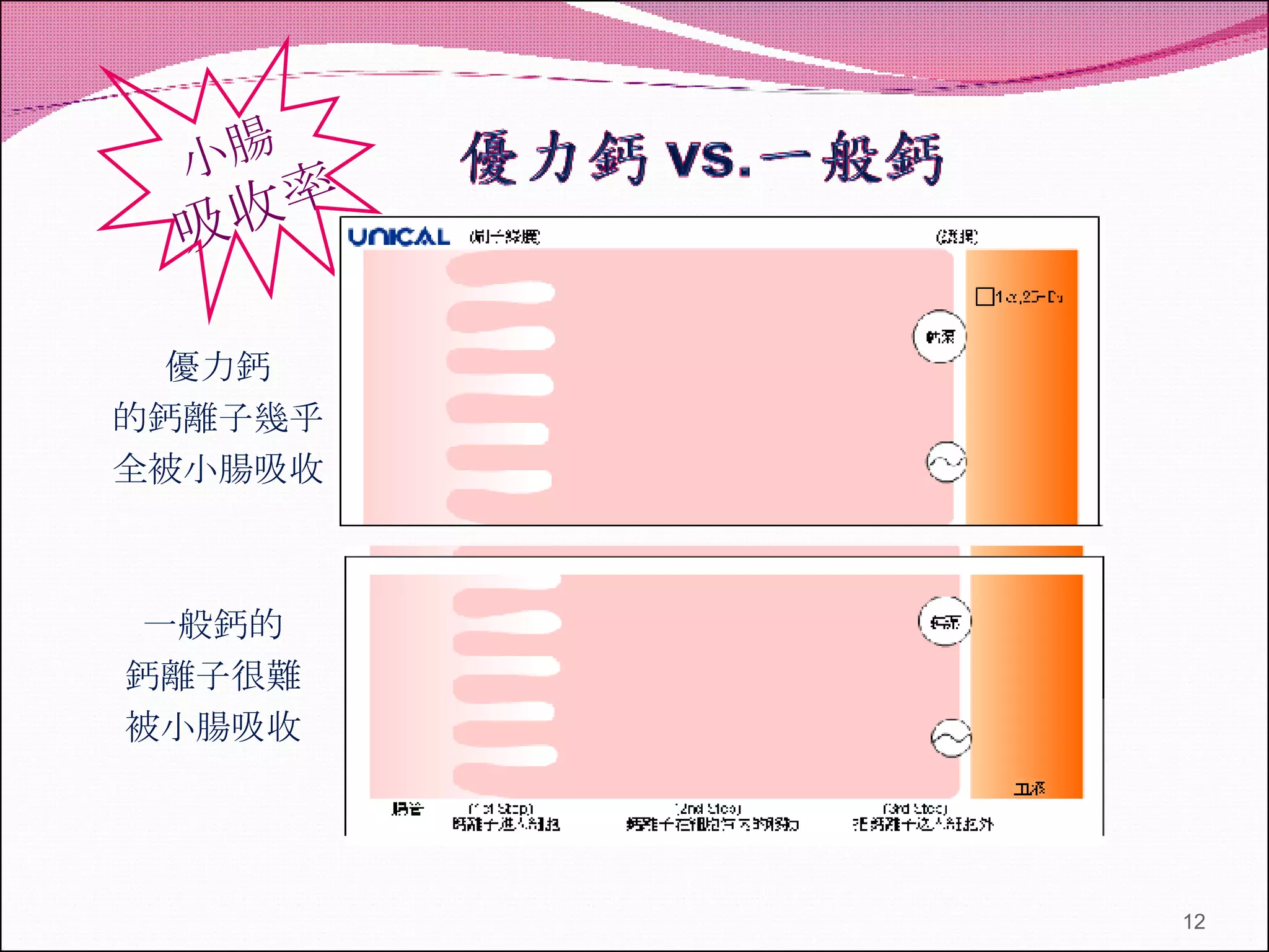 小腸 吸收率 優力鈣 的鈣離子幾乎 全被小腸吸收 一般鈣 的 鈣離子很難 被小腸吸收 