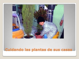 Cuidando las plantas de sus casas
 