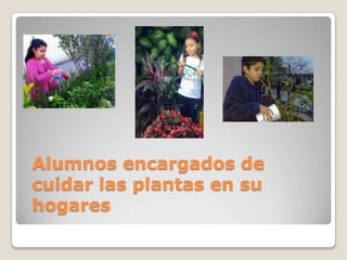 Alumnos encargados de
cuidar las plantas en su
hogares
 