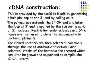 cDNA construction:
This is provided by the sscDNA itself by generating
a hair pin loop at the 3' end by coiling on it.
The polymerase extends the 3'-OH end and later
the loop at 3' end is opened by the scissoring action
of S1 nuclease. Restriction endonucleases and DNA
ligase are then used to clone the sequences into
bacterial plasmids.
The cloned bacteria are then selected, commonly
through the use of antibiotic selection. Once
selected, stocks of the bacteria are created which
can later be grown and sequenced to compile the
cDNA library.
 